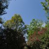 Un sentiero tra alberi e cespugli con cielo blu sereno sopra.
