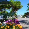 Viale con fiori colorati e alberi verdi.