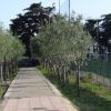 Viale alberato con ulivi lungo un sentiero pedonale.
