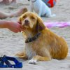 Cane accarezzato sulla spiaggia con giochi e asciugamani.