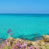 Mare cristallino con fiori viola in primo piano.