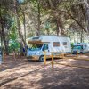 Camper parcheggiato sotto alberi.
